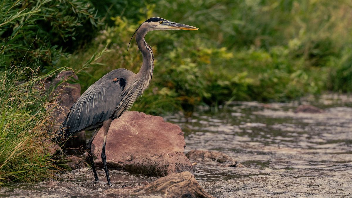 A heron on the bank of the river.