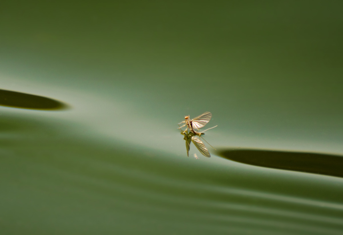 A stonefly standing on the river water's surface.